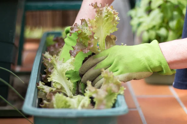 Wanita Dengan Sarung Tangan Hijau Menanam Bibit Salad Kebunnya Sendiri — Stok Foto