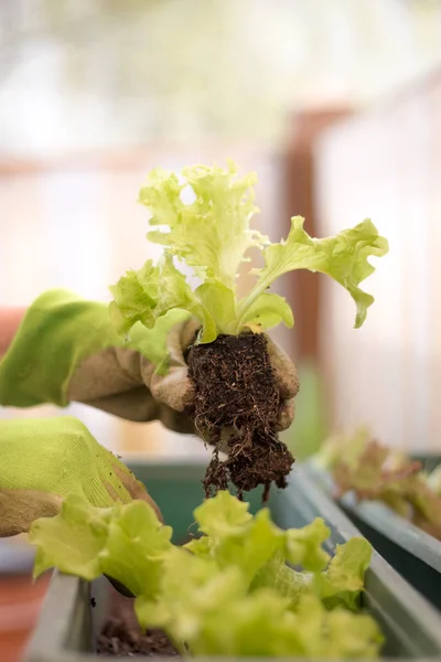 Woman with green work gloves is planting salad seedlings in her own garden, urban gardening