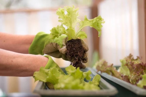 Woman with green work gloves is planting salad seedlings in her own garden, urban gardening