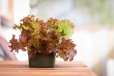 Kendi balkon, salata Bahçe Çömlekçilik yeşil taze sebze