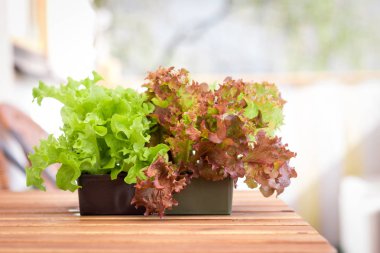 Kendi balkon, salata Bahçe Çömlekçilik yeşil taze sebze