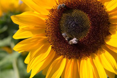 Çiçek açan sarı ayçiçeği ağaçları ile arılar ve mavi gökyüzü, yaz saati