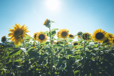Field of blooming sunflower in the summer, blue sky clipart