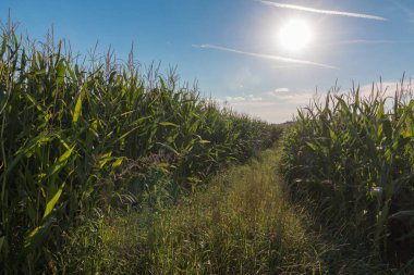 Büyüyen bir alan, mavi gökyüzü ve gün ışığı tahıl