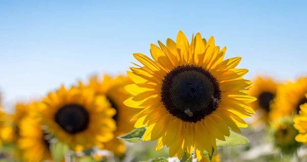Bloeiende Gele Zonnebloem Bloesem Met Bijen Blauwe Hemel Zomertijd — Stockfoto