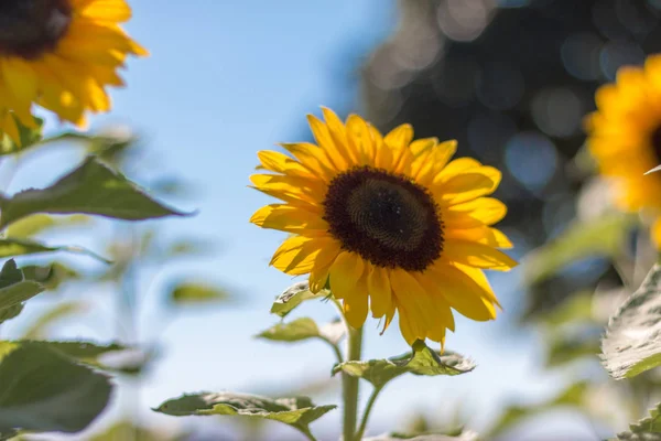 Bloeiende Gele Zonnebloem Bloesem Blauwe Hemel Zomertijd — Stockfoto