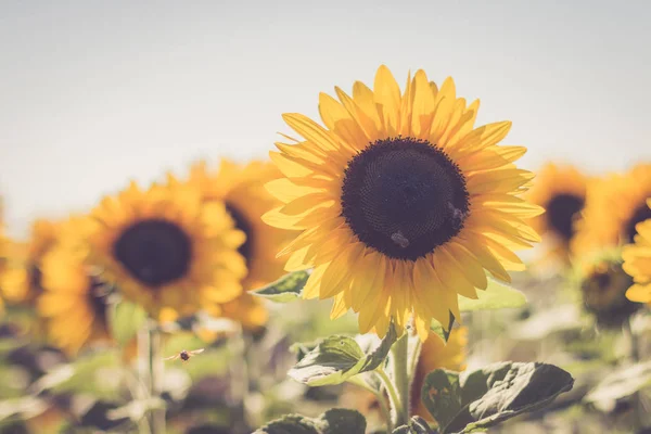 Rozkvetlých Žlutých Slunečnicový Květ Modrá Obloha Letní Čas — Stock fotografie