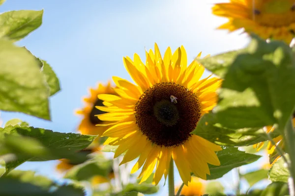 Bloeiende Gele Zonnebloem Bloesem Blauwe Hemel Zomertijd — Stockfoto