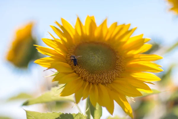 Цвіте Жовтий Соняшник Блакитне Небо Літній Час — стокове фото