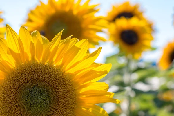 Bloeiende Gele Zonnebloem Bloesem Blauwe Hemel Zomertijd — Stockfoto