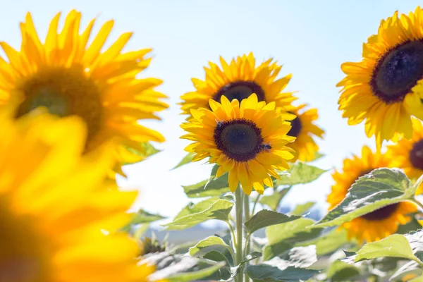 Virágzó Sárga Napraforgó Virág Kék Nyári Idő — Stock Fotó