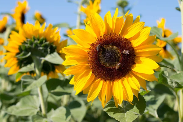 Bloeiende Gele Zonnebloem Bloesem Blauwe Hemel Zomertijd — Stockfoto