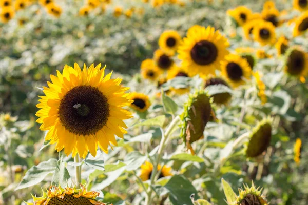 盛开的黄色向日葵和蓝天 夏天的时间 — 图库照片