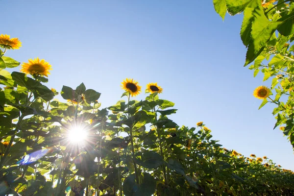 Campo Girassol Florescendo Verão Céu Azul — Fotografia de Stock