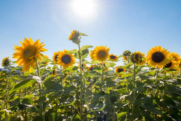 Campo Girassol Florescendo Verão Céu Azul — Fotografia de Stock