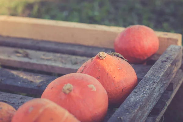 Cosecha Calabazas Naranjas Otoño Calabazas Sobre Tablones Madera — Foto de Stock