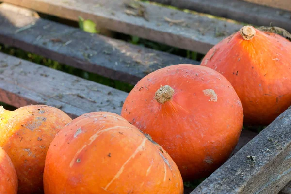 Cosecha Calabazas Naranjas Otoño Calabazas Sobre Tablones Madera — Foto de Stock