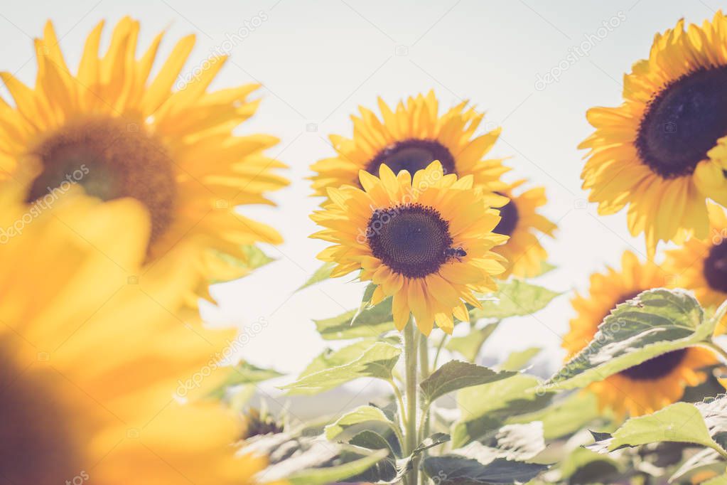 Blooming yellow sunflower blossom and blue sky, summer time