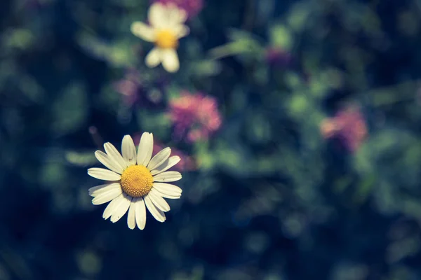 Süße Frische Blumen Frühling Bunte Sommerwildblumenwiese — Stockfoto