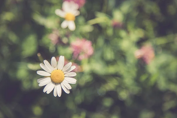 Roztomilý Čerstvé Květiny Jaře Barevné Letní Luční Kvítí — Stock fotografie