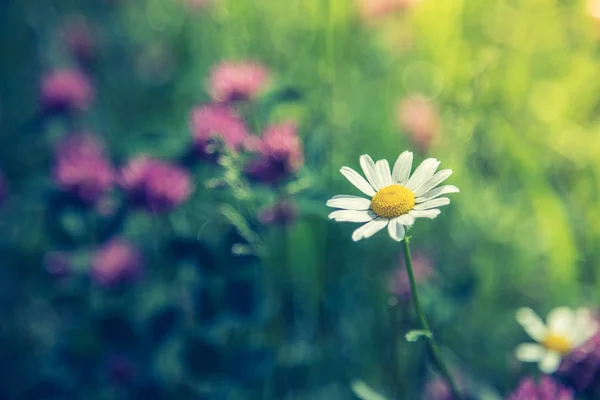 Leuke Verse Bloemen Het Voorjaar Kleurrijke Zomer Wilde Bloemen Weide — Stockfoto