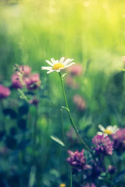 다채로운 야생화 풀밭에서 귀여운 신선한 — 스톡 사진
