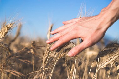 Bir kulak buğday günbatımında dokunmadan adam