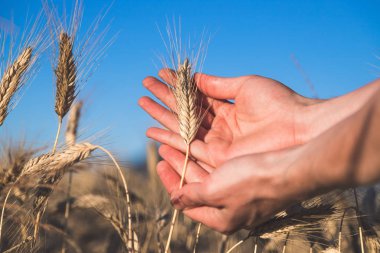 Bir kulak buğday günbatımında dokunmadan adam