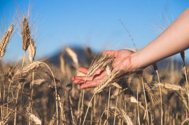 Bir kulak buğday günbatımında dokunmadan adam