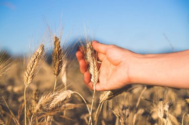 Bir kulak buğday günbatımında dokunmadan adam