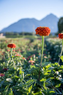 Güzel çiçekleri toplanan bir sahada
