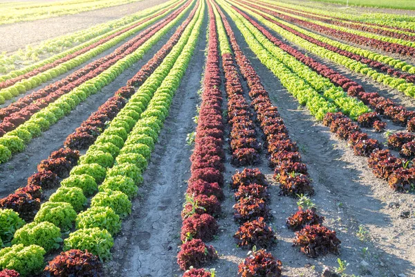 Salatfelder mit grünen und roten Salaten auf einem landwirtschaftlichen Feld, — Stockfoto