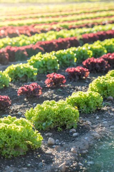 Salat champs avec salades vertes et rouges sur un champ agricole , — Photo