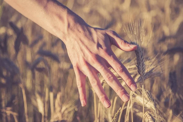 Man touching an ear of wheat at sunset — Stock Photo, Image