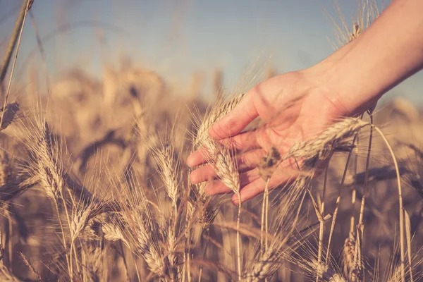 Man touching an ear of wheat at sunset — Stock Photo, Image