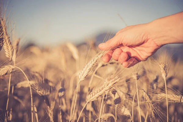 Muž dotýká klas pšenice při západu slunce — Stock fotografie