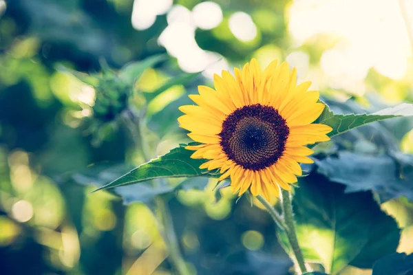 Campo de girassóis florescendo, verão — Fotografia de Stock