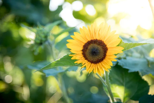 Поле квітучих соняшників, літо — стокове фото