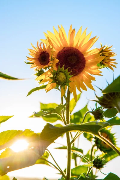 Campo de girassóis florescendo, verão — Fotografia de Stock