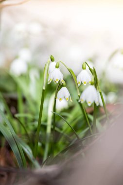 Orman, bahar zamanı, kardelen sevimli beyaz çiçekler