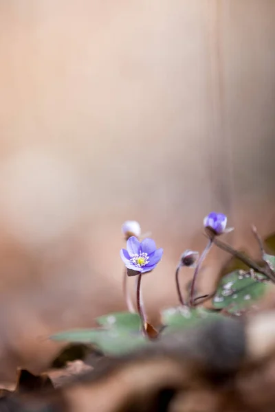Orman, bahar zamanı, mantarı sevimli mor çiçekler — Stok fotoğraf