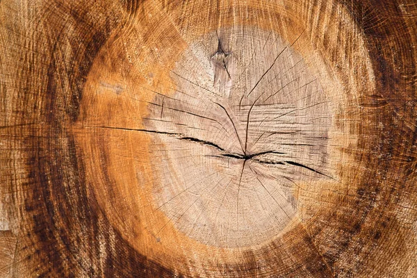 Textura de corte de madera, primer plano —  Fotos de Stock