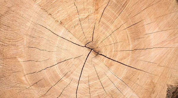 Textura de corte de madera, primer plano —  Fotos de Stock