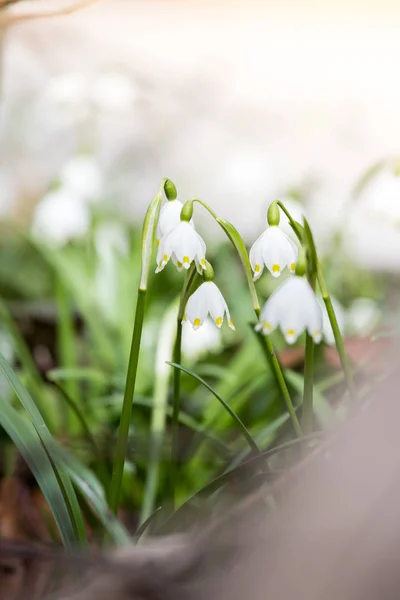 Aranyos fehér virágok az erdő, a tavasszal, a hóvirág — Stock Fotó