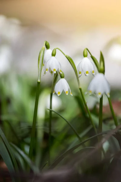 Roztomilé bílé květy v lese, jaro, Sněženka — Stock fotografie