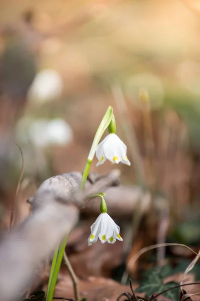 Lindas flores blancas en el bosque, primavera, nevada — Foto de Stock