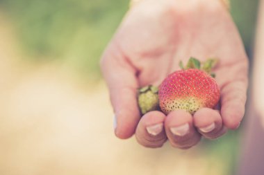 Yaz: Taze kırmızı çilek kız elinde