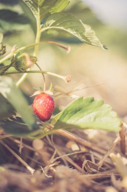 Bir tarım alanı üzerinde kırmızı olgun organik çilek