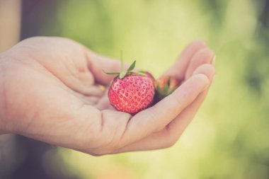 Yaz: Taze kırmızı çilek kız elinde
