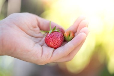 Yaz: Taze kırmızı çilek kız elinde